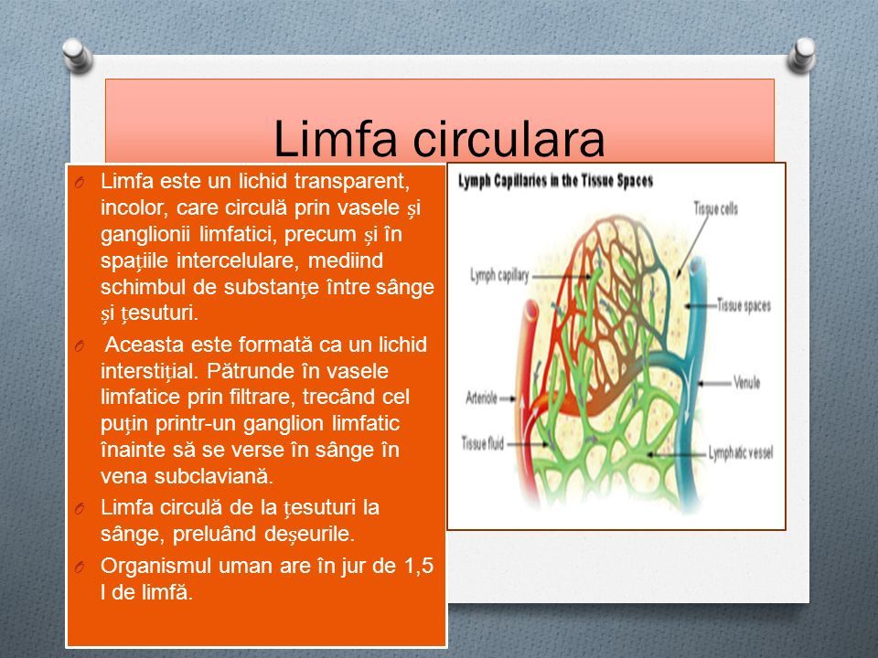 Limfa circulara O Limfa este un lichid transparent, incolor, care circulă prin vasele i ganglionii limfatici, precum i în spaiile intercelulare, mediind schimbul de substane între sânge i esuturi.