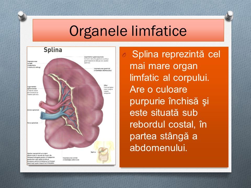 Organele limfatice O Splina reprezintă cel mai mare organ limfatic al corpului.